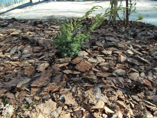 Planting juniper in the spring, how to care in the country