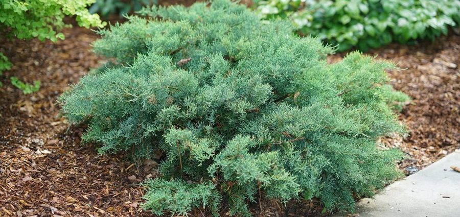 Planting juniper in the spring, how to care in the country