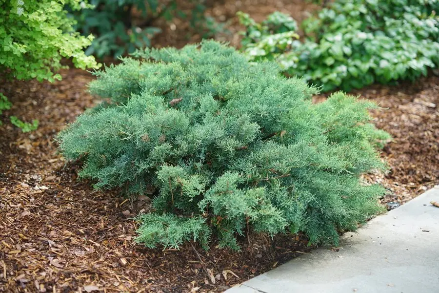 Planting juniper in the spring, how to care in the country