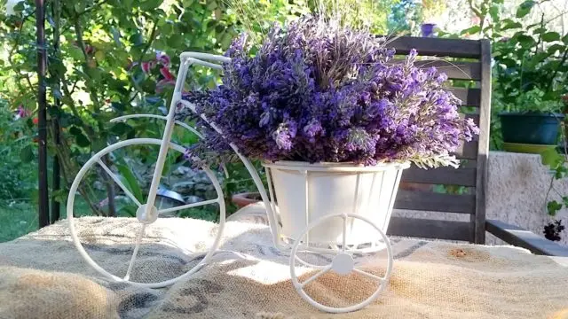 Planting lavender seeds at home: terms and rules for sowing, how to grow seedlings