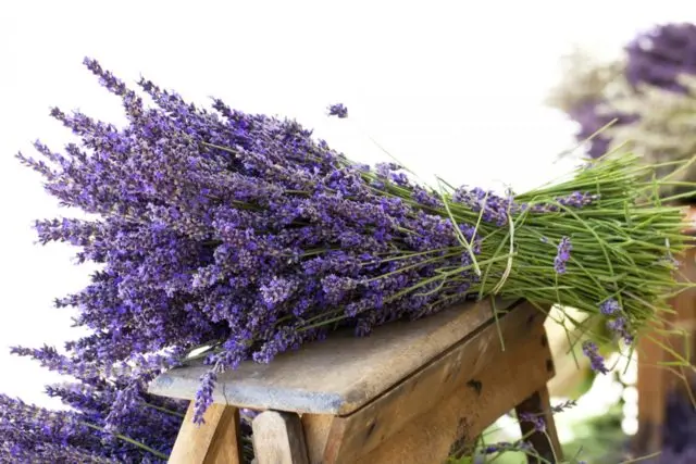 Planting lavender seeds at home: terms and rules for sowing, how to grow seedlings