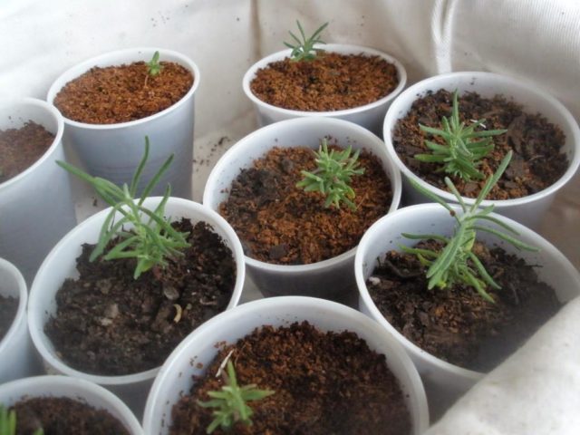 Planting lavender seeds at home: terms and rules for sowing, how to grow seedlings