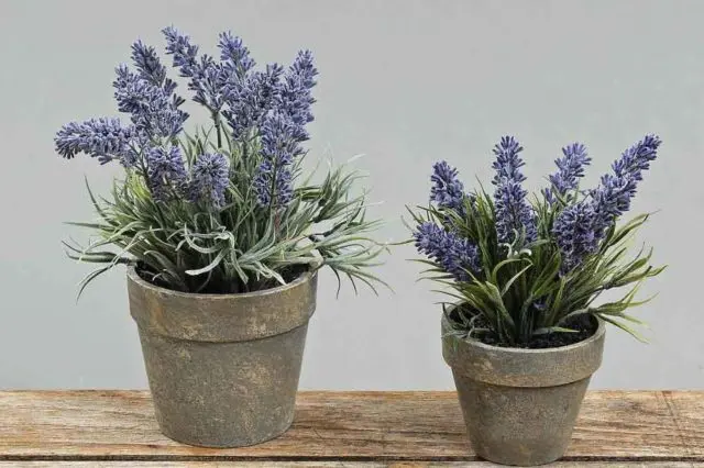 Planting lavender seeds at home: terms and rules for sowing, how to grow seedlings