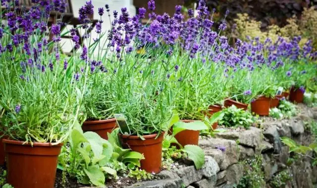 Planting lavender seeds at home: terms and rules for sowing, how to grow seedlings