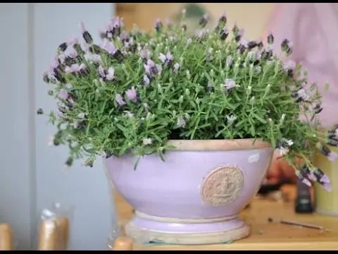 Planting lavender seeds at home: terms and rules for sowing, how to grow seedlings