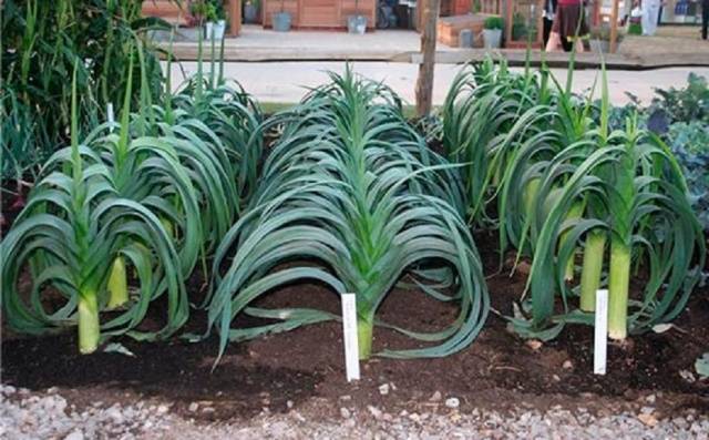 Planting leeks for seedlings