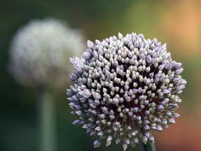 Planting leeks for seedlings