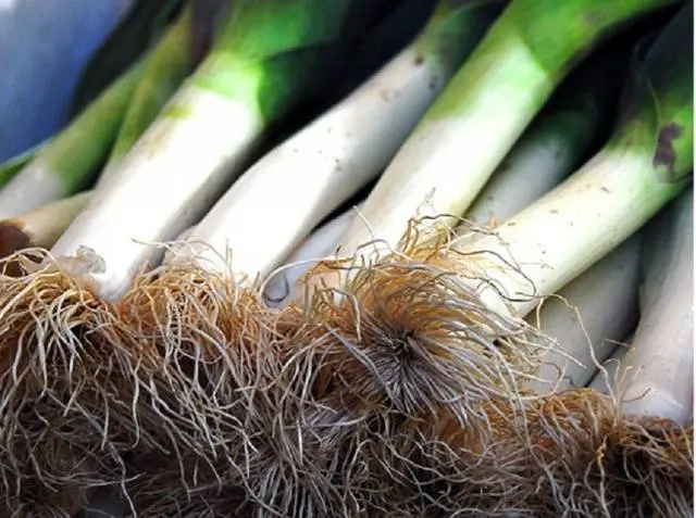 Planting leeks for seedlings