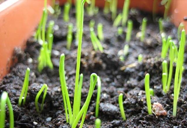 Planting leeks for seedlings