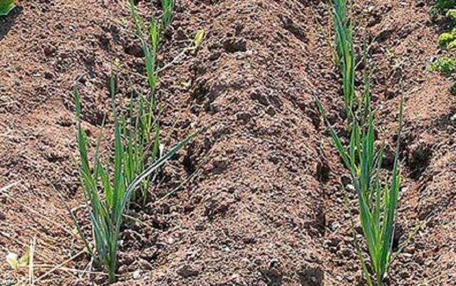 Planting leeks for seedlings