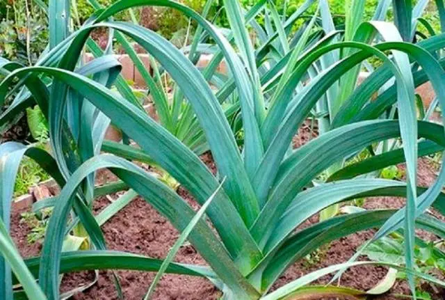 Planting leeks for seedlings