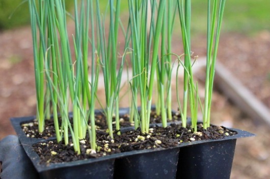 Planting leeks for seedlings