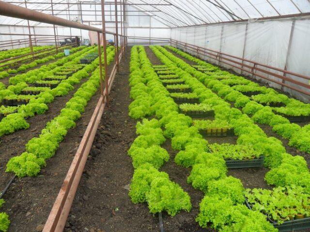 Planting lettuce in a polycarbonate greenhouse: before winter, early spring, autumn