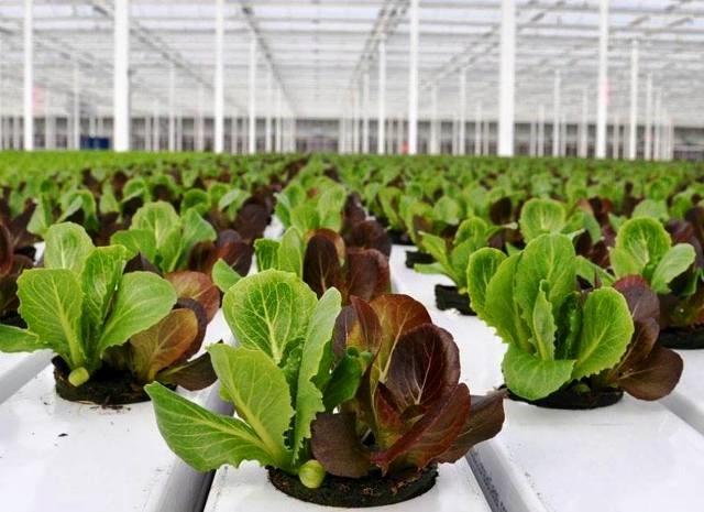 Planting lettuce in a polycarbonate greenhouse: before winter, early spring, autumn