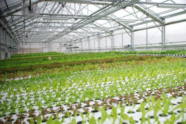 Planting lettuce in a polycarbonate greenhouse: before winter, early spring, autumn