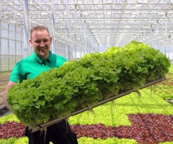 Planting lettuce in a polycarbonate greenhouse: before winter, early spring, autumn