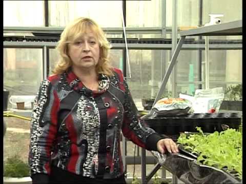 Planting lettuce in a polycarbonate greenhouse: before winter, early spring, autumn