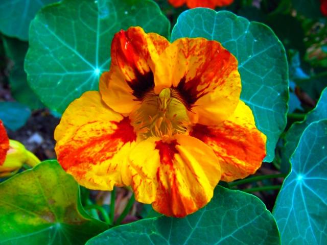 Planting nasturtium seeds in the ground