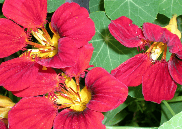 Planting nasturtium seeds in the ground