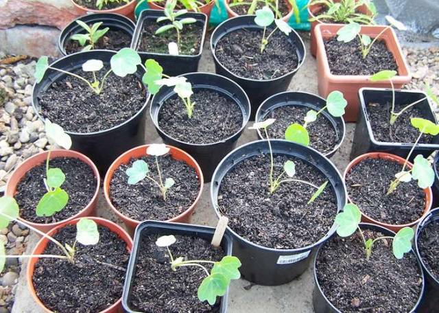 Planting nasturtium seeds in the ground