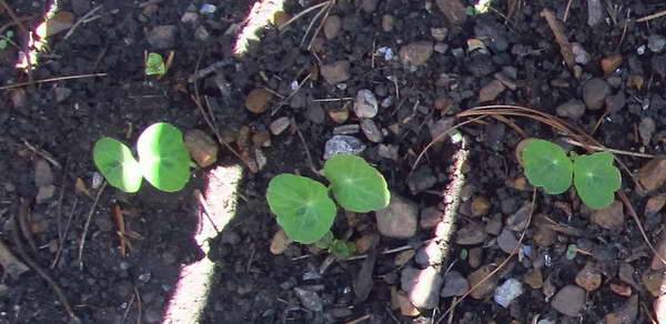 Planting nasturtium seeds in the ground