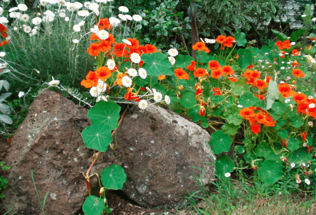 Planting nasturtium seeds in the ground