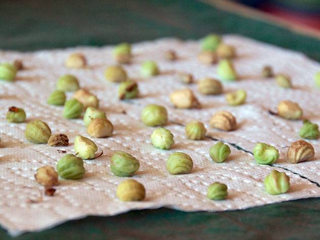 Planting nasturtium seeds in the ground