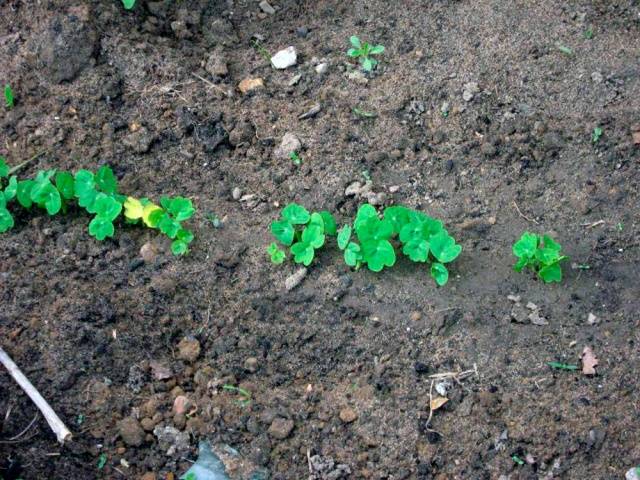 Planting nasturtium seeds in the ground