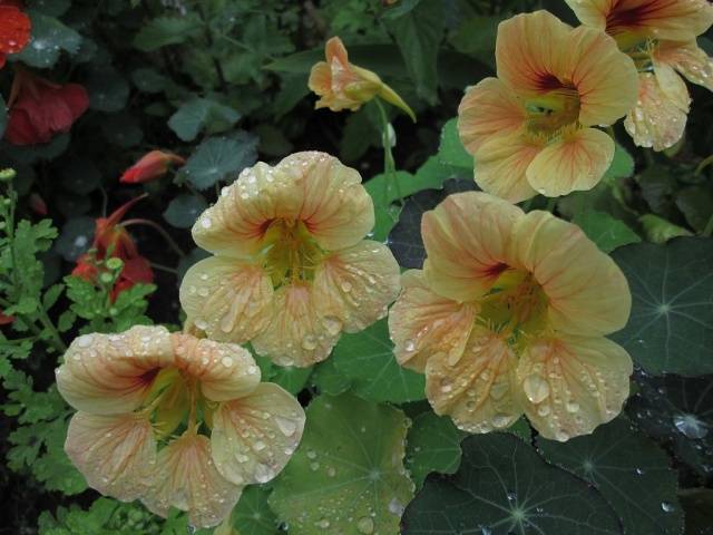 Planting nasturtium seeds in the ground