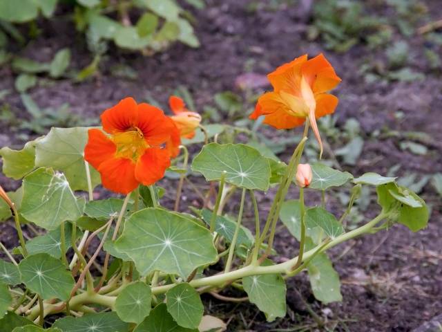 Planting nasturtium seeds in the ground