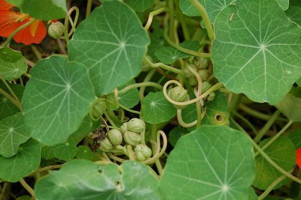 Planting nasturtium seeds in the ground