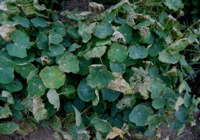 Planting nasturtium seeds in the ground