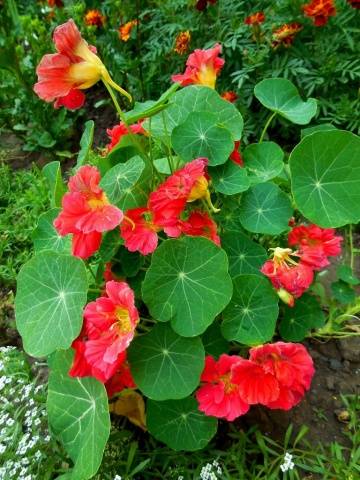 Planting nasturtium seeds in the ground