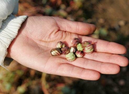 Planting nasturtium seeds in the ground