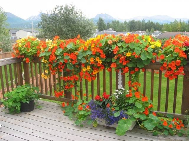 Planting nasturtium seeds in the ground