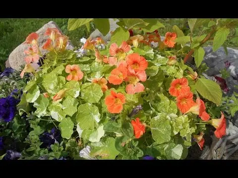 Planting nasturtium seeds in the ground