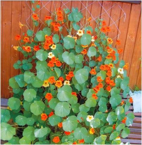 Planting nasturtium seeds in the ground