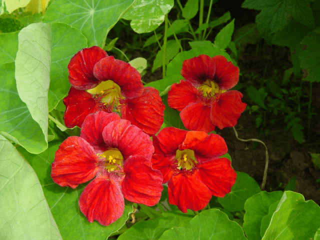 Planting nasturtium seeds in the ground