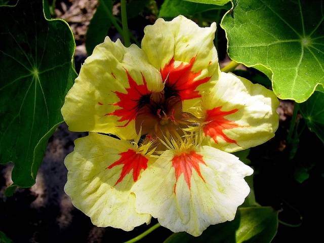 Planting nasturtium seeds in the ground