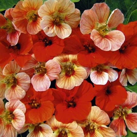 Planting nasturtium seeds in the ground