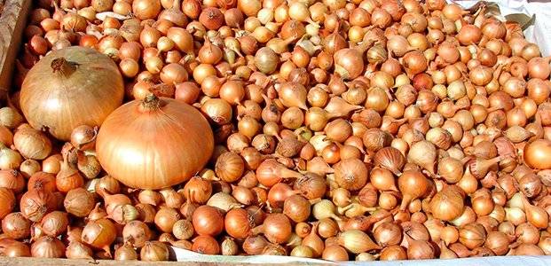 Planting onion sets in autumn before winter