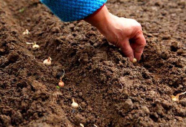 Planting onion sets in autumn before winter