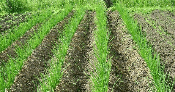 Planting onion sets in autumn before winter