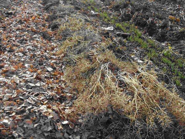 Planting onion sets in autumn before winter