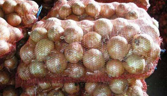 Planting onion sets in autumn before winter