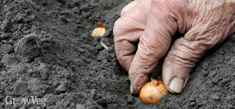 Planting onion sets in autumn before winter