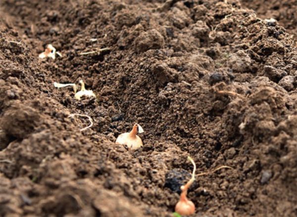 Planting onions according to the lunar calendar for 2022