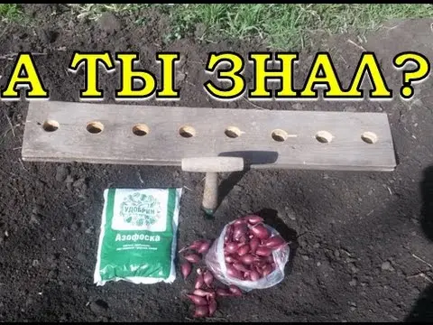 Planting onions according to the lunar calendar for 2022