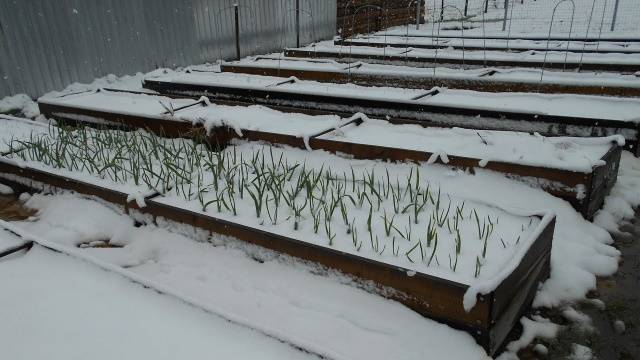 Planting onions and garlic before winter