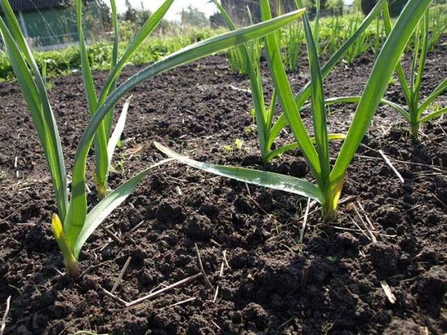 Planting onions and garlic before winter